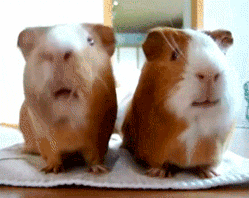 Two guinea pigs chewing, played in reverse so a blade of grass appears to grow back into their mouths.
